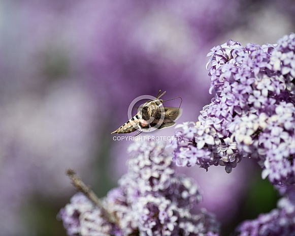 Hummingbird hawkmoth