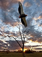 African Bateleur Eagle at dusk - Botswana