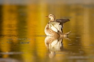Mallard duck, Anas platyrhynchos