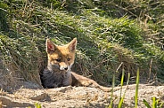 Red fox cub/cubs in nature