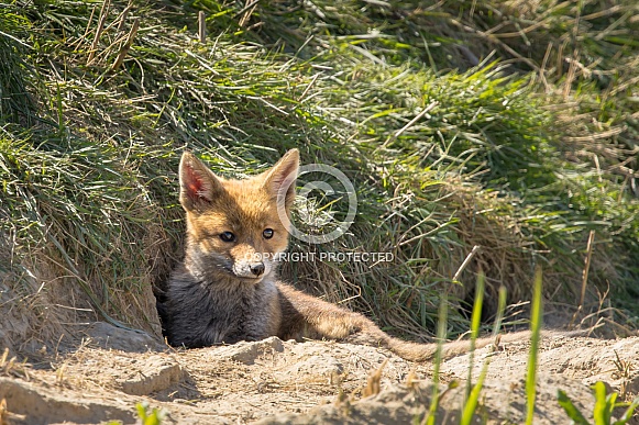 Red fox cub/cubs in nature