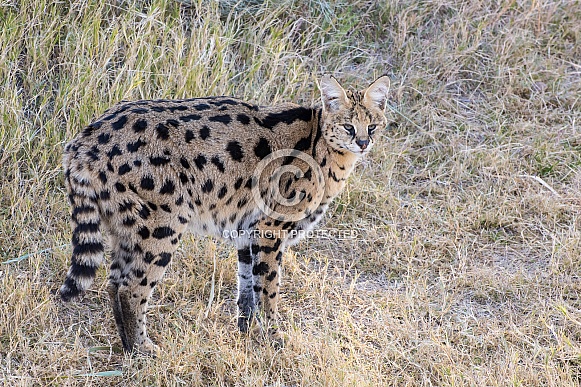 Serval Serval