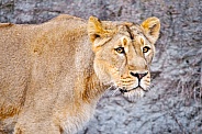 Lioness