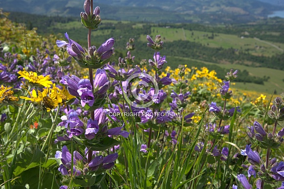 Stickystem Penstemon (Penstemon glandulosus)