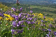 Stickystem Penstemon (Penstemon glandulosus)