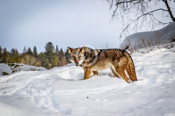 Coyote in winter snow Coyote in winter snow