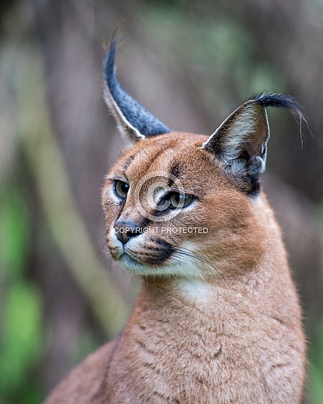 caracal