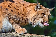 Lynx with curled tongue