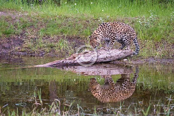 Amur Leopard - Male