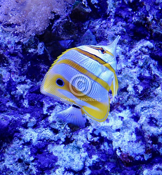 Butterfly Fish Butterfly Fish