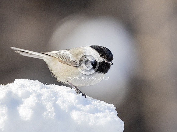 Black-capped Chickadee During Winter in Alaska