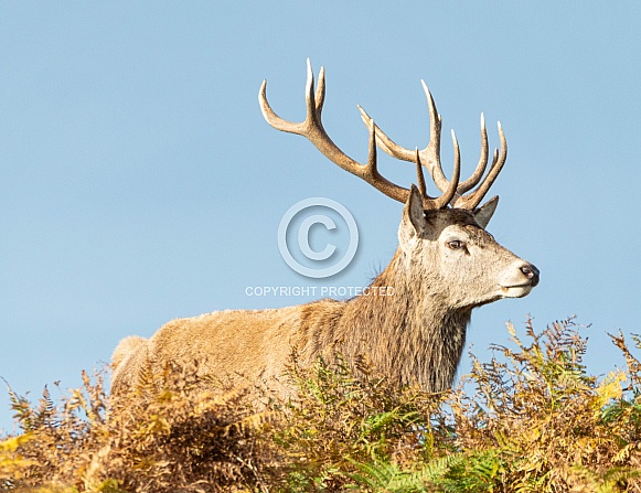 Red Deer Stag