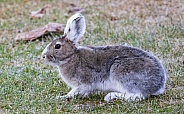 Snowshoe Hare in Alaska