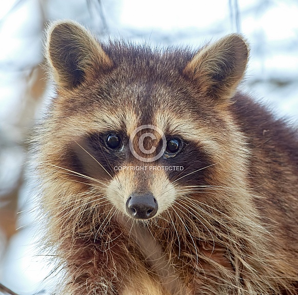 Raccoon