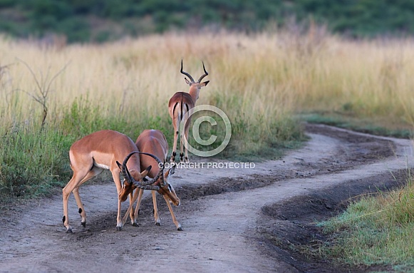 Fighting antelope Fighting antelope