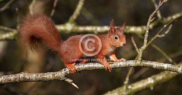 Red Squirrel