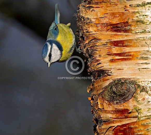 Blue tit Blue tit