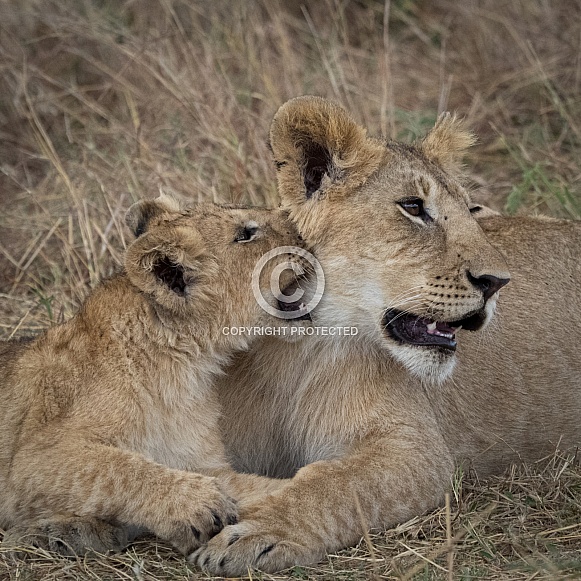 Lions