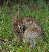 Marsh Rabbit