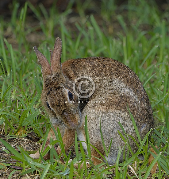 Marsh Rabbit
