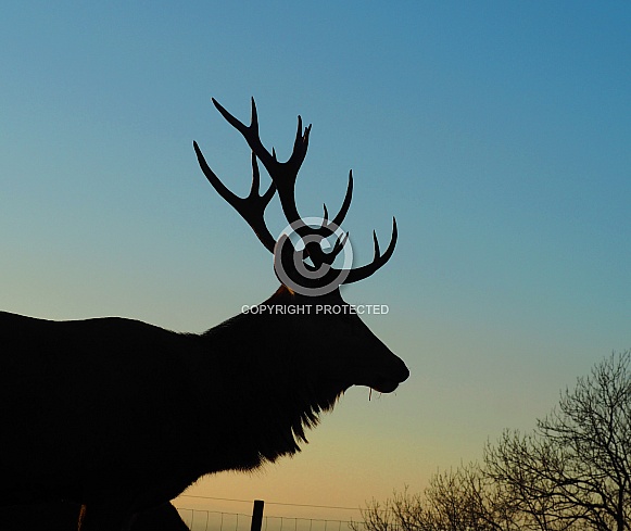 Stag Sunset