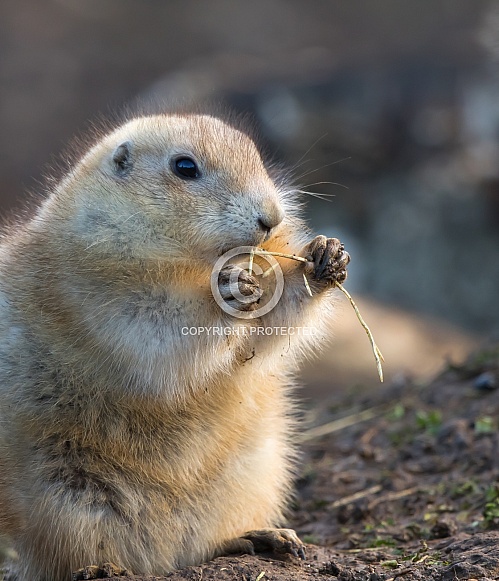 Prairie Dog Prairie Dog
