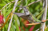 Young juvenile male Ruby throated hummingbird - Archilochus colubris