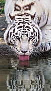 White tiger drinking