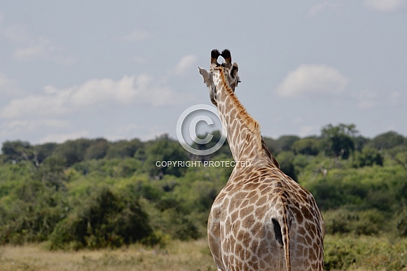Giraffe Giraffe