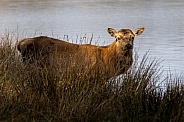 Red deer