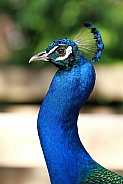 Peacock Indian