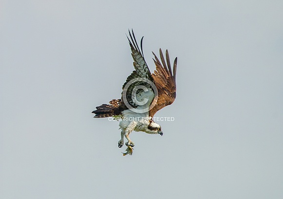 Osprey (Pandion haliaetus) flying with fish in its talons as it changes direction mid air