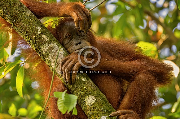 Sumatran orangutan in the nature habitat