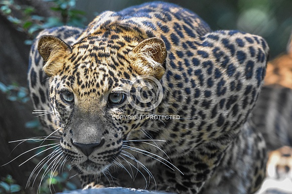 African Leopard