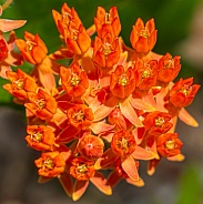 Close up of a cluster of wild Asclepias tuberosa, the butterfly weed