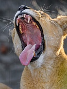 Lioness yawning