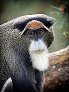 De Brazza's Monkey