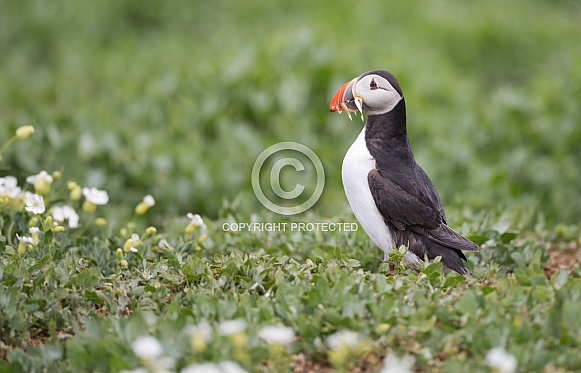 Puffin the birds from the arctic.