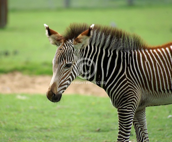 Zebra Foal