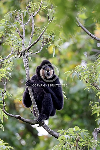 Yellow-cheeked gibbon (Nomascus gabriellae) Yellow-cheeked gibbon (Nomascus gabriellae)