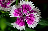 Dianthus