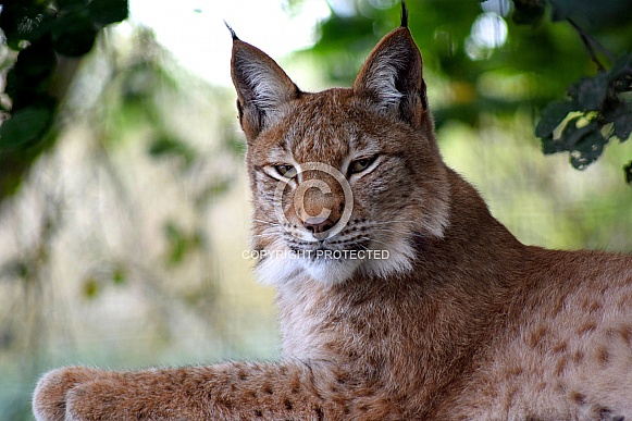 Eurasian Lynx