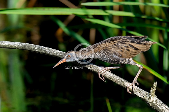 Water Rail Water Rail