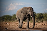 Desert Elephant (Loxodonta africana africana)