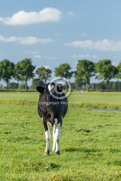 Dutch Cow and Cows