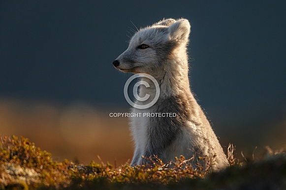 Arctic Fox Juvenile Arctic Fox Juvenile