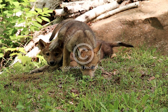 Wolf and Wolf Pups