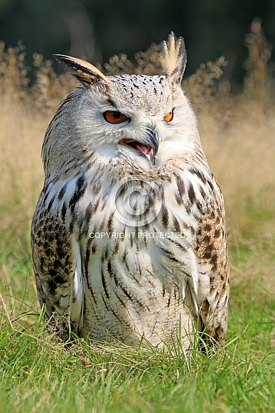 Eurasian eagle-owl (Bubo Bubo Sibiricus)