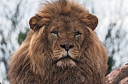 African Lion Male Face Shot