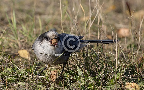 Gray Jay Eating Dog Food Gray Jay Eating Dog Food